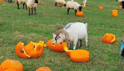 Can Farm Animals Eat Pumpkins